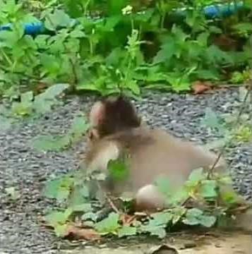 baby monkey beaten up badly | baby monkey screaming for help |