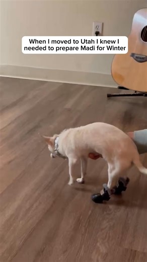 Just a small dog in a big world trying to figure out how to walk in booties🥹 | thestadlerfam