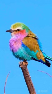 4.5K views · 77 reactions | "Vibrant Beauty: The Lilac-breasted...