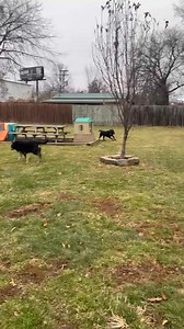 Bed & Biscuit Pet Lodging on Reels