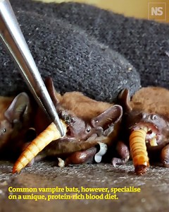 4.3K views · 50 reactions | Most mammals rely on fats and carbohydrates to fuel exercise, but what about blood-sucking vampire bats? Scientists put them on a treadmill to find out. | New Scientist | Facebook