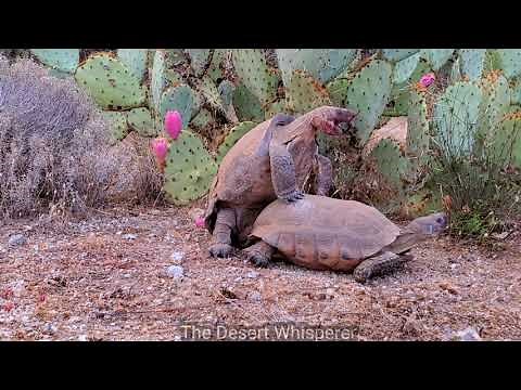 Desert Tortoise mating rituals