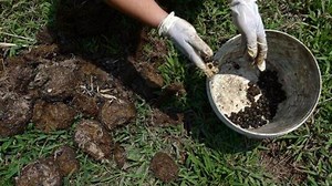 From poop to profits, elephant dung makes one expensive espresso | Coconuts