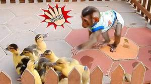 1.3K views · 38 reactions | OMG! Naughty Baby Monkey Axel Spill the Rice out of the Plate During Playing with Baby Puppy LyLy and Jimmy While Looking After Ducklings | Julius Monkeys | Facebook