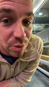 6.1K views · 226 reactions | This tegu was living in someone’s garage in a cage it couldn’t turn around in, he can stretch his legs now thanks to you guys! CashApp: @goatdaddyssanctuary Venmo: @goatdaddyssanctuary PayPal: @goatdaddyssanctuary | Goat Daddy's Farm | Facebook