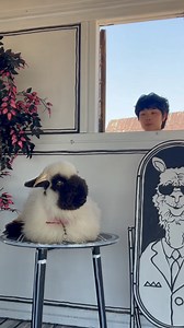 126K views · 9.3K reactions | The window is comfortable邏 #acorn #sheep | 쪼꼬넨네 | Facebook