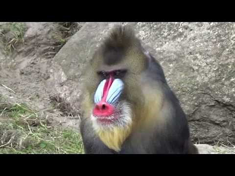 Mandrill Monkeys - Courtship and Mating | Mandrillus sphinx | Monkeys Full HD Video