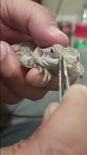 Baby bearded dragon deep nose shed removal. satisfying and adorable😘