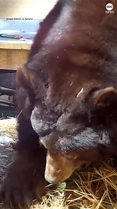 A mother black bear was seen gathering insulation for a den in South Lake Tahoe, California, while her cubs can be heard "complaining" the whole time. This bear is one of many animals that are adapting to urban life in savvy ways. More from National Geographic. https://on.natgeo.com/3lSqfwr | ABC News