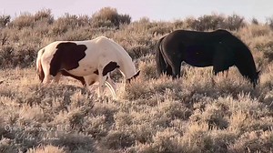 McCullough Peaks Wild Horses Meet the new prince of the Peaks… When I filmed this he was closely 12 hours old. Tupi( father) would be proud. I’m sure he’s happy that Dale stepped in. Full of spunk from the start. I watched from a far through my scope and he never stopped. Full of life .. Every leaf got his attention. “Through tragedy, nature shared a little joy”. I am delighted to share this moment with you.. Optics Yellowstone LLC ©️Melba Coleman | Optics Yellowstone LLC