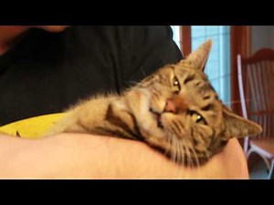 Cat Hates Kisses