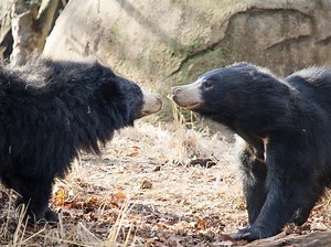 Baby Sloth Bear Born At Philadelphia Zoo