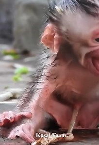 OMG _ A Tiny & Just Born Needs Mum Hugging 😭 | Kosal Team