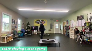Sabre goes home tomorrow and has really excelled with all of his basics which gives us a little time to play around with some “extracurriculars” like this scent game! He shows off his strong place duration skills while Trainer Ashley hides treats for him to find. On her command, Sabre is encouraged to get up and search out the treats! We started out with an easy trail of treats since this was Sabre’s first time playing! This game is perfect for high drive breeds like Sabre who are easily bored -