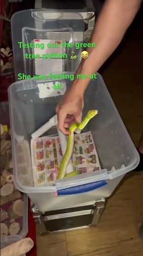 Getting bit by a green tree python 🐍🔥 #greentreepython #snakes #snakebite #greensnake