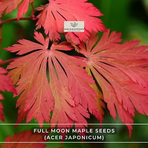 Full Moon Maple Seeds: Acer Japonicum - Brilliant Fall Color, Bonsai - Etsy