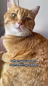 The sweetest pie 🥧#shorts#funny