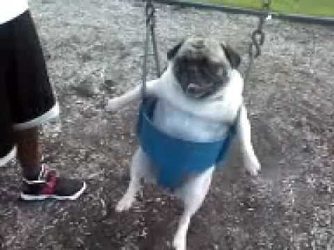 Fat Pug in a baby swing