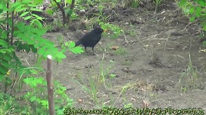 Egy Gyönyörű Szép Fekete Rigó Darabokra...