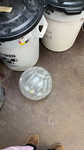 4.7K views · 91 reactions | Biggins, one of our rescue Cockatiels, loves to be with Zookeeper Natalie. Natalie always gives the birds the love and attention they need. Our bird room is a favorite with our visitors. Come check it out! | The Little Ponderosa Zoo | Facebook