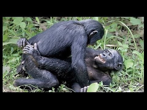Chimpanzees meeting deep with gorrillas in Congo Jungle Forest Africa