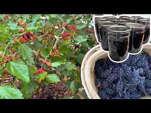 The Must-Have Fruit Tree for your Backyard Garden