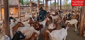Basics technics in goat farming By hamiisi semanda 256773343283 | Ham Animals Breeding Farm