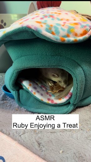 ASMR, Ruby eating her giant piece of dehydrated chicken breast from our FAVORITE treat shop @clawspawsandraw and the cupcake bed came from the most talented small animal accessories creator I know, @littlefurfleece . . . . . #asmreating #ferret #ferretlife #cuteferret #ferretlove #happypets #dehydratedtreats #ferretmom #mykidshavepaws #etsyfinds #asmr | Ferrettails