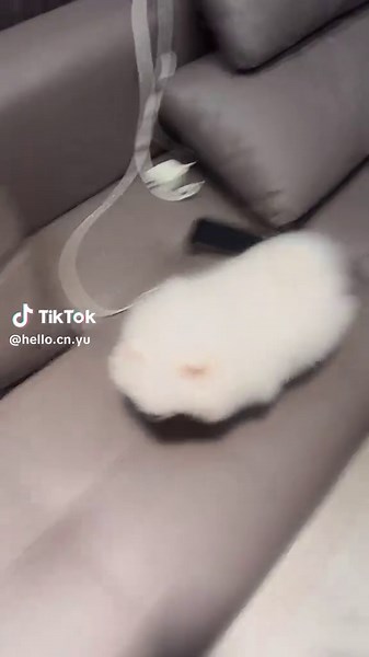 Bé pom 3 tháng tuổi tiêm 2 mũi vacxin#cúnconđángyêu #pom #doy #cún #pet