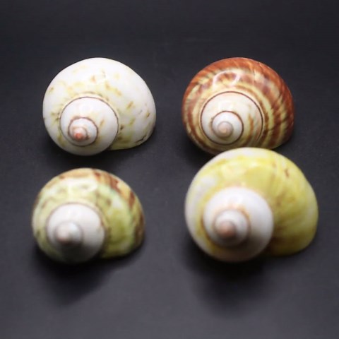 Polished Turbo Shells - Hermit Crab Shell - Decorative Shells in Various Sizes. - Etsy UK