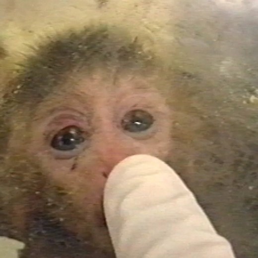 This Lab Has Been a Monkey Torture Chamber for Nearly 60 Years