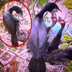 14 reactions | Little black cormorant The mother and father of the bird feed the baby | Review Birds News | Facebook