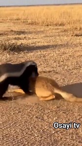 799K views · 6.4K reactions | Honey badger can easily do it #animals #wildlife #fblifestyle | Toiletboy1 fans page | Facebook