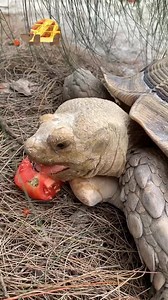 Packy the tortoise. Paypal.me/Mccarthyswildlife | McCarthys Wildlife Sanctuary