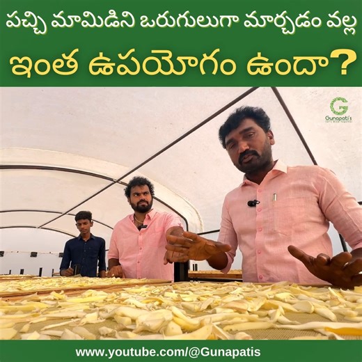 Drying Raw Mangos in Solar Dryer and marketing ideas #drying #solardryer #dehydration #Agribusiness #drying #dryer #agriculture #horticulture #valueaddition #agribusiness #trending #gunapatis #trendingshorts #trendingreels #nellore #ulavapadu #marketing #flowers #vegetables #fruits #leafyvegitables #solardryer #solarsystem #solar #employment #empowerment #farming #farmerslife #farmlife #dryer #solarsystem #solar #mango #rawmango | Gunapatis