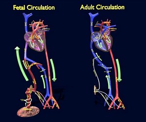 ArtStation - Fetal and adult blood circulation | Resources