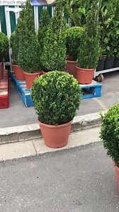 1.7K views · 30 shares | Beautiful large BUXUS Balls and pyramids £19.99 Each At discount Home & Garden Centre wilton Road DN364AW | Discount Home & Garden Centre | Facebook