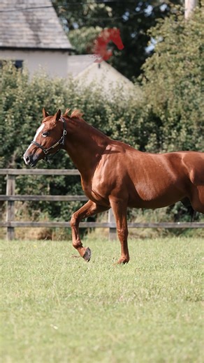 1.3K views · 16 reactions | Stallion AI Services on Reels | Facebook