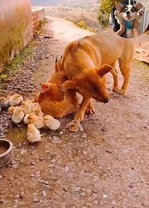 Omg so cute 😍🥰😘 | Cats US