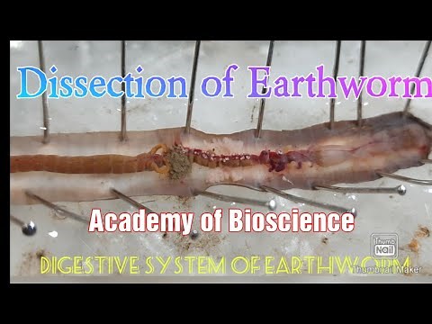 Digestive system of Earthworm |Dissection of Earthworm |Zoology practical |Academy of Bioscience