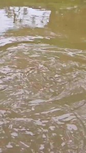Fairy Fish Escaped from my hand during convict lake fishing | Kolkata Fishing