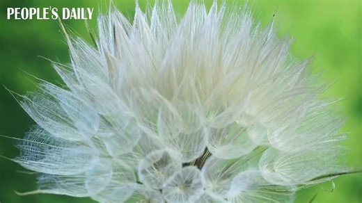 4K views · 383 reactions | Salsify will surely satisfy! Salsify plant enters the flowering season, known for its edible roots and high ornamental value. Watch it stun you in this time-lapse video! | People's Daily, China | Facebook