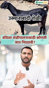 बंधिस्त शेळीपालनासाठी कोणती जात निवडावी? bandist sheli palan marathi | goat farming #goatfarming 😲🙏 | BharatAgri Marathi