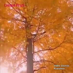Autumn is upon us. Gingko trees across China are turning a shade of yellow, putting the gold in the golden season. #Stunning | China Plus America
