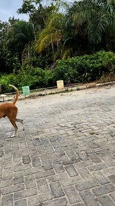 Ak abbakasa hunter group | Ak Ak