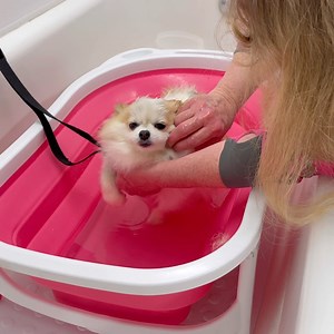 59K views · 3.7K reactions | If you want to see true love and gratitude in one place in our kennel, it would be in the grooming room. It is here that transformations are made. Despite not loving a bath or grooming necessarily, the gratitude can be seen on the faces of these precious pups. Our groomers and bathers are truly angels in disguise. Please help us thank them for the consistent hard work they put in to restore the dignity to the dogs. | National Mill Dog Rescue | Facebook