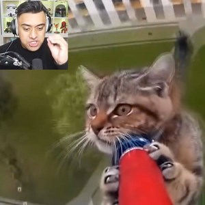 41K views · 654 reactions | Unbelievable animals rescue from other animals! 勞 | Yode | Facebook