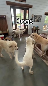 1.1M views · 35K reactions | Being a grown up is hard, but at least we have animals to brighten our days☀️ #cashthedonkey #animallove #cashscrewrescue #donkeysanctuary | Our Simple Homestead | Facebook