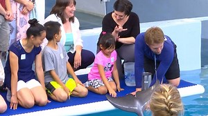 'Dolphin Tale' dolphins, cast surprise guests
