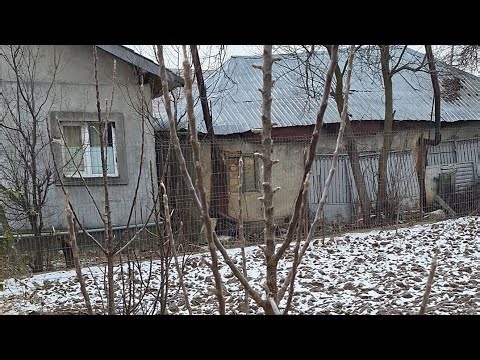 Pruning columnar apple trees